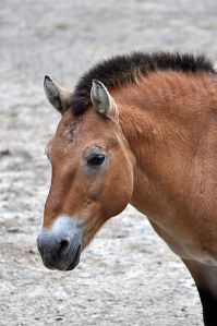 398px-Portrait_of_Przewalski's_Horse